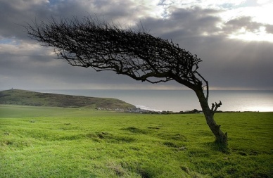 The wind does not break a tree that bends -- Sukuma proverb 